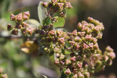 Ceanothus tomentosus, photographed by Millie Basden