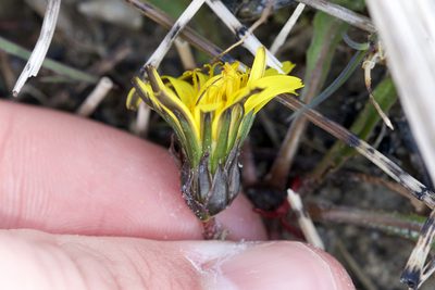 Taraxacum palustre, photographed by Owen Strickland