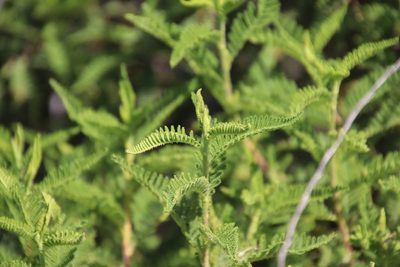 Chamaebatia australis, photographed by Millie Basden