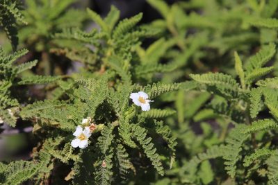 Chamaebatia australis, photographed by Millie Basden