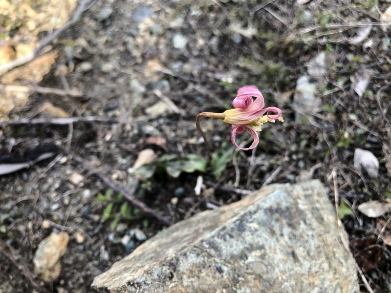 Erythronium citrinum, photographed by russnamitz