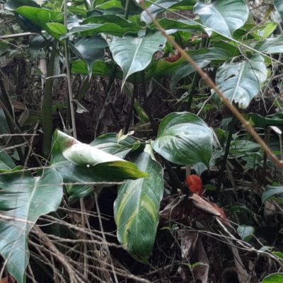 Philodendron anisotomum, photographed by Arthur de Jesús Chavarría Pérez