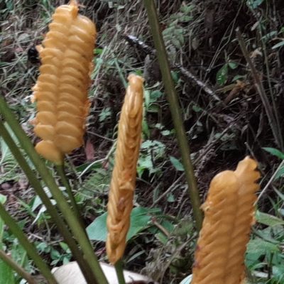 Calathea crotalifera, photographed by Arthur de Jesús Chavarría Pérez