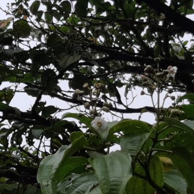 Miconia oerstediana, photographed by Arthur de Jesús Chavarría Pérez