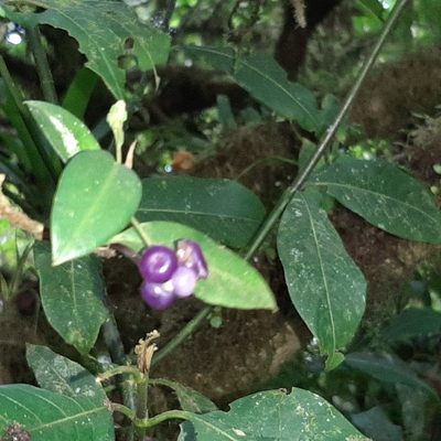 Anthurium scandens, photographed by Arthur de Jesús Chavarría Pérez