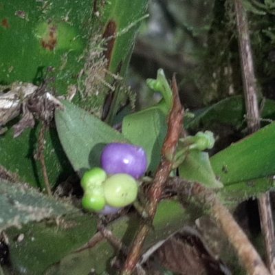 Anthurium scandens, photographed by Arthur de Jesús Chavarría Pérez