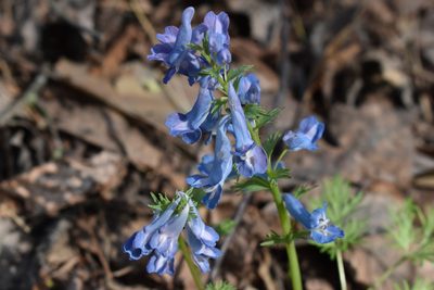 Corydalis fumariifolia, photographed by Repina Tatyana