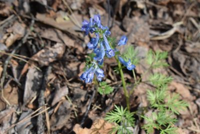 Corydalis fumariifolia, photographed by Repina Tatyana