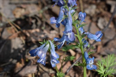 Corydalis fumariifolia, photographed by Repina Tatyana
