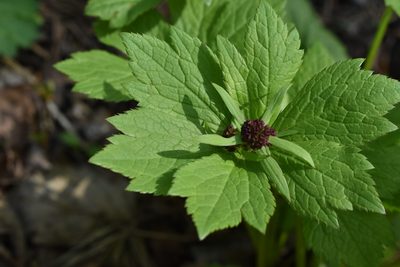 Sanicula rubriflora, photographed by Repina Tatyana