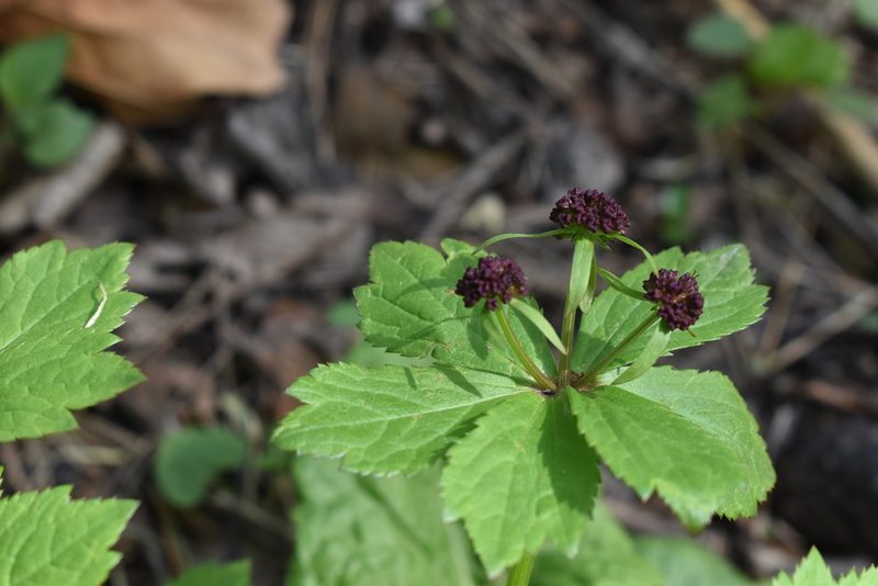 Sanicula rubriflora, photographed by Repina Tatyana