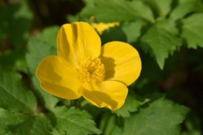 Hylomecon japonica, photographed by Repina Tatyana