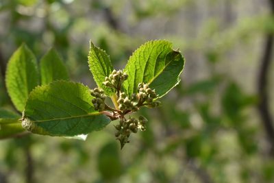 Viburnum burejaeticum, photographed by Repina Tatyana