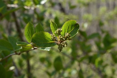 Viburnum burejaeticum, photographed by Repina Tatyana