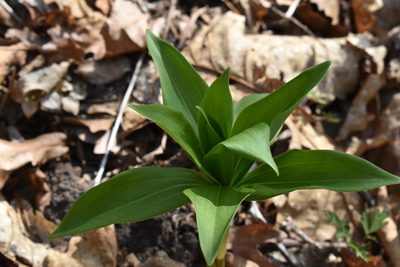 Lilium distichum, photographed by Repina Tatyana