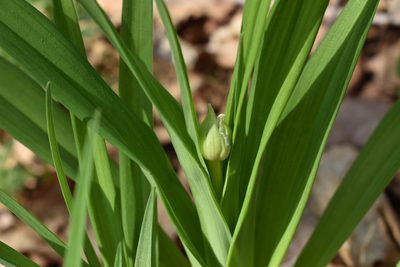 Hemerocallis middendorffii, photographed by Repina Tatyana