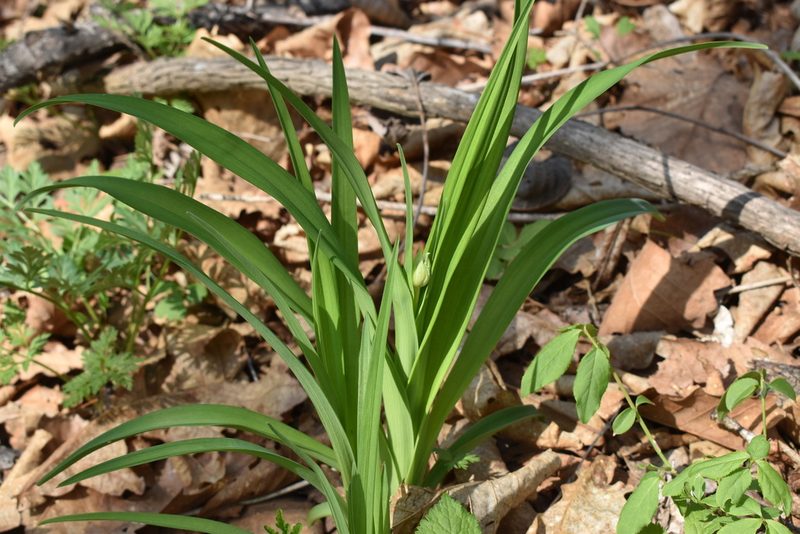 Hemerocallis middendorffii, photographed by Repina Tatyana