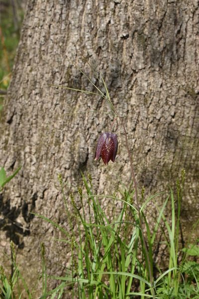 Fritillaria usuriensis, photographed by Repina Tatyana