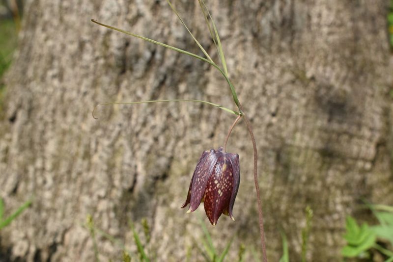 Fritillaria usuriensis, photographed by Repina Tatyana