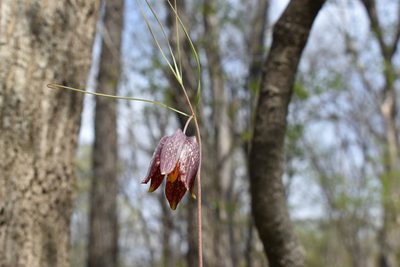 Fritillaria usuriensis, photographed by Repina Tatyana