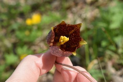 Fritillaria usuriensis, photographed by Repina Tatyana