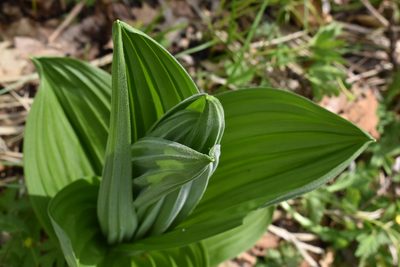 Veratrum dahuricum, photographed by Repina Tatyana