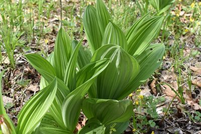 Veratrum dahuricum, photographed by Repina Tatyana