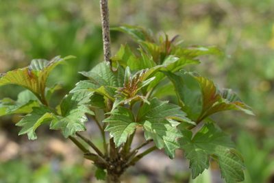 Viburnum sargentii, photographed by Repina Tatyana