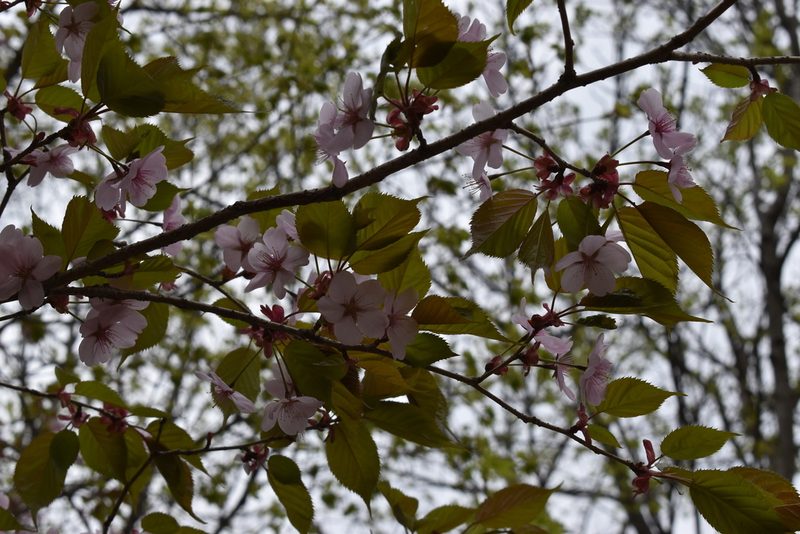 Prunus sargentii, photographed by Repina Tatyana
