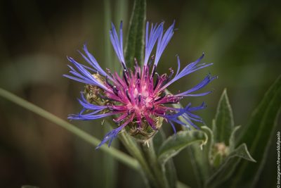 Centaurea triumfettii, photographed by Paolo Zucca