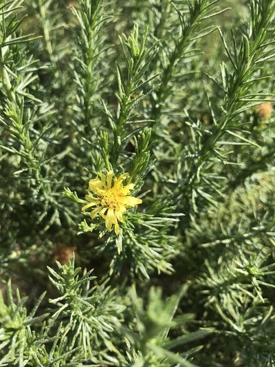 Ericameria pinifolia, photographed by Mike Heine