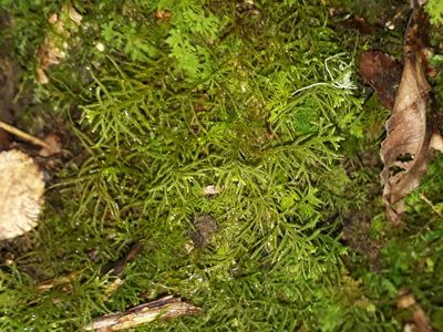 Lepidozia spinosissima, photographed by Leon Perrie