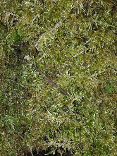 Wijkia extenuata, photographed by Leon Perrie
