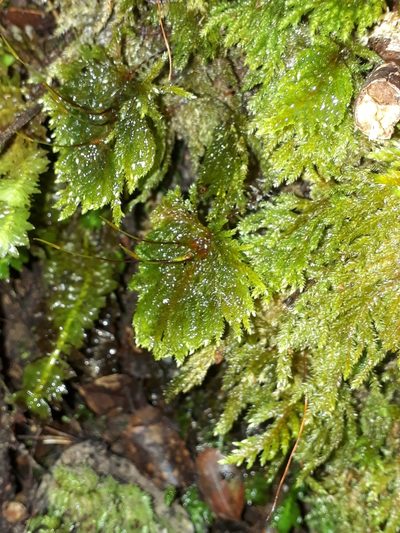 Sciadocladus menziesii, photographed by Leon Perrie