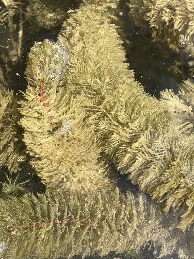 Myriophyllum heterophyllum, photographed by Luke Padon