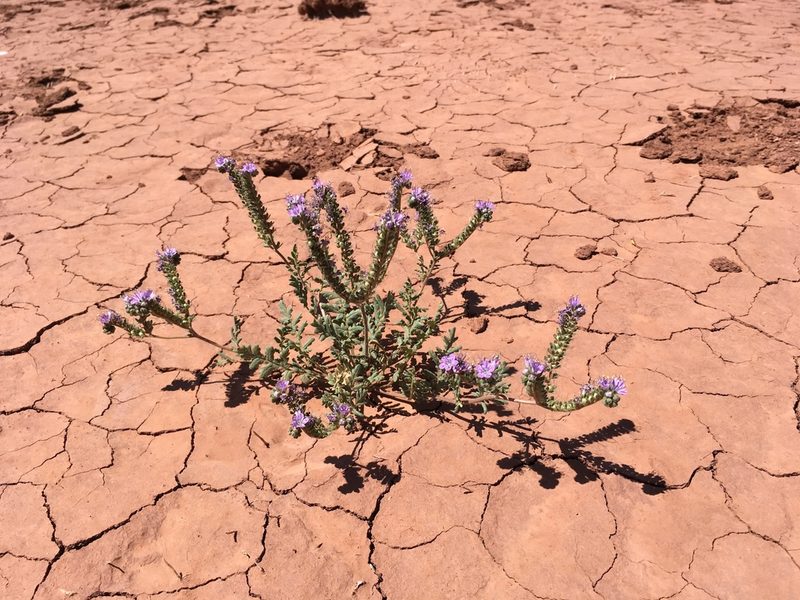 Phacelia popei, photographed by Cecelia Alexander