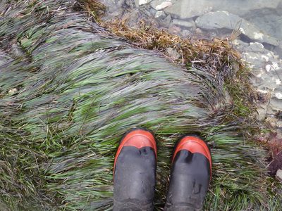 Zostera muelleri, photographed by M Rutherford