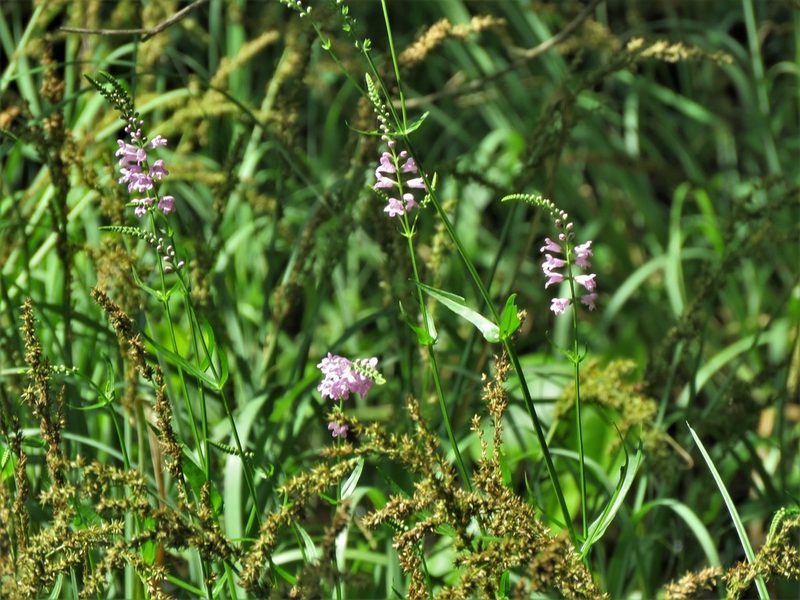 Physostegia pulchella, photographed by Annika Lindqvist