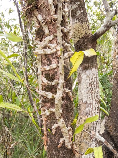 Lecanopteris sinuosa, photographed by Gerard Chartier
