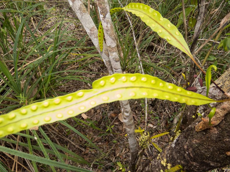 Lecanopteris sinuosa, photographed by Gerard Chartier