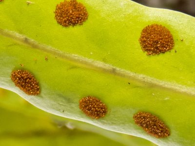 Lecanopteris sinuosa, photographed by Gerard Chartier