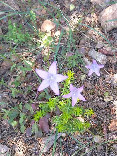 Campanula spatulata, photographed by Marina Nioti