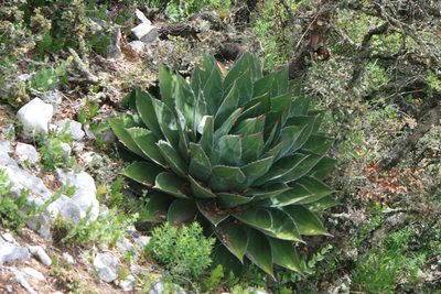 Agave montana, photographed by José Belem Hernández Díaz