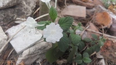 Varronia limicola, photographed by Tereso Hernández Morales