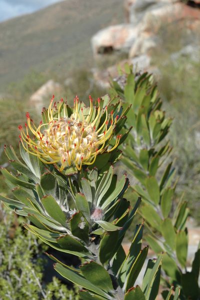 Leucospermum utriculosum, photographed by flamelily