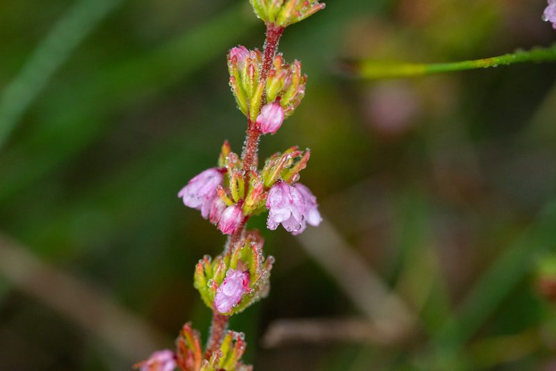Erica notoporina, photographed by magriet b