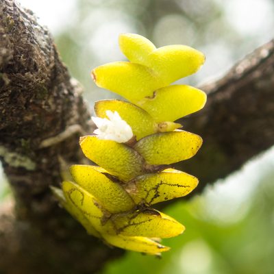 Microsaccus griffithii, photographed by Gerard Chartier