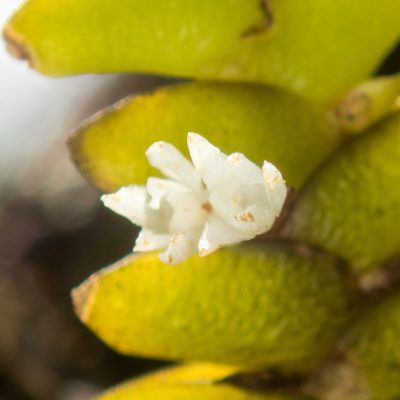 Microsaccus griffithii, photographed by Gerard Chartier