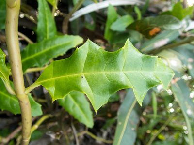 Acanthus ebracteatus, photographed by Gerard Chartier
