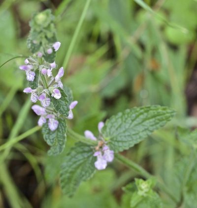 Stachys ajugoides, photographed by John Hibbard